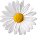 Daisy4 emote