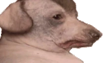 creaturePanicAttack emote
