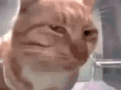JUDGE emote