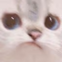 WorryCat emote