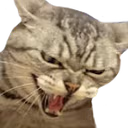 catREEE emote