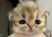 bitchassbitch emote