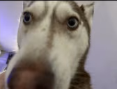 Laki emote