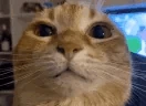 Wuh emote