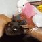 BirdPetCat emote