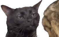 zoning emote