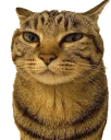 MrPenis emote