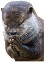 OtterPrayge emote