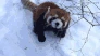 redpanda_play emote