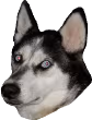 pcnamsdoggo emote