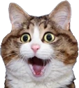 shockcat emote