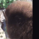 MONKESPIN emote