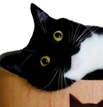 maxwellwat emote