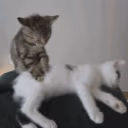 CE_CatMassage emote