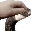 GoosePat emote