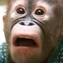 DUDEWTF emote
