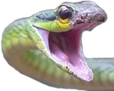 snake_mad emoji