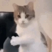 catattention emote