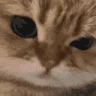 rar emote