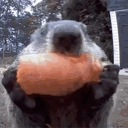 bobr emote