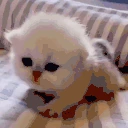 hiheyhi emote