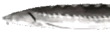JoelWide1 emote