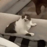 cat_lick emote