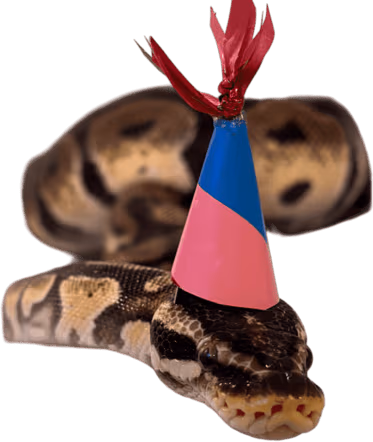 birthday_snake emote