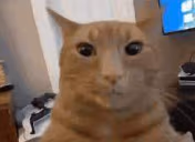 micara emote