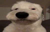 WeirdDog emote