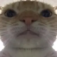 cat emote