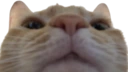 wya emote