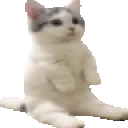 catpissingverycomfortable emote