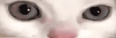 stareCat emoji