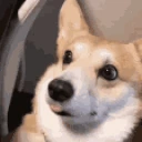 monkaDog emote