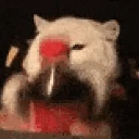 Coke_Shakey_Cat emoji