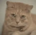 cryingCat_tear emote
