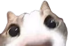 what emote