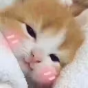 tucc emote