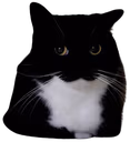 maxwelljudge emote