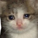 Crying_Kitten emote