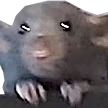 RatPlead emote