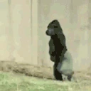 gorillaWalk emote