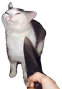 knifecat emote
