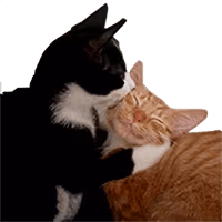 catkiss emote