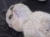 sad emote