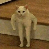 thot_cat emote