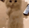 cat_beg emoji