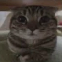 aha8 emote
