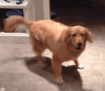 spinnies animated emote